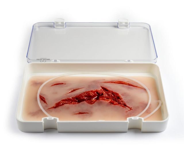 Model rany ciętej z funkcją krwawienia (NW101)